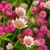 Astrantia Collection 3 Litre