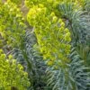 Euphorbia 'Humpty Dumpty' 3 Litre 2 Euphorbia 'Humpty Dumpty' 3 Litre -Happy Gardenly 10249611 Euphorbia20Humpty20Dumpty shutterstock 1944015988