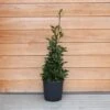 Laurus Nobilis (Bay Tree) Pyramid 80cm 2 Laurus Nobilis (Bay Tree) Pyramid 80cm -Happy Gardenly 1025124220 20Outdoor20plants202023 Bay20Tree20Pyramid2080cm201