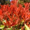 Photinia 'Carre Rouge' 18 Litre -Happy Gardenly 10259278 Carre20Rouge20SS