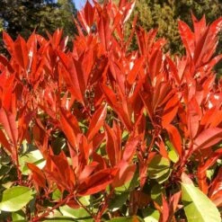 Photinia 'Carré Rouge' 2.5 Litre