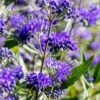 Caryopteris Clandonensis 'Heavenly Blue' 4.5 Litre 1 Caryopteris Clandonensis 'Heavenly Blue' 4.5 Litre -Happy Gardenly 10260837 Caryopteris20clandonensis20Heavenly20Blue shutterstock 1183518295