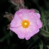 Cistus 'Silver Pink' 4.5 Litre 2 Cistus 'Silver Pink' 4.5 Litre -Happy Gardenly 10260856 Cistus20Silver20Pink shutterstock 487902307