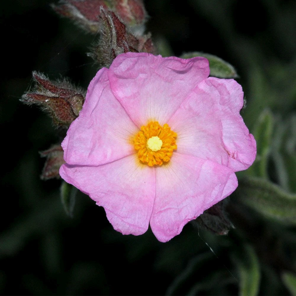 Cistus 'Silver Pink' 4.5 Litre 3 Cistus 'Silver Pink' 4.5 Litre