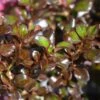 Coprosma 'Purple Haze' 4.5 Litre -Happy Gardenly 10260862 Coprosma20Purple20Haze shutterstock 1562935618