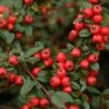 Cotoneaster 'Coral Beauty' 4.5 Litre -Happy Gardenly 10260884 Cotoneaster20Coral20Beauty shutterstock 326151020