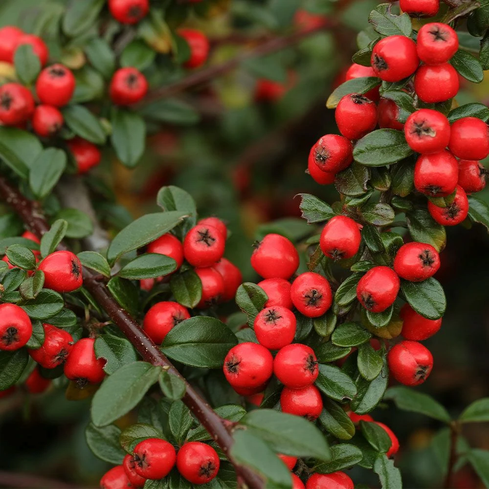 Cotoneaster 'Coral Beauty' 4.5 Litre 3 Cotoneaster 'Coral Beauty' 4.5 Litre