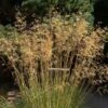 Stipa Gigantea 5 Litre 1 Stipa Gigantea 5 Litre -Happy Gardenly 10266206 Stipa20Gigantea shutterstock 2049568304