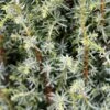 Juniperus Communis 'Compressa' 4.5 Litre -Happy Gardenly 1027070120 20Juniperus20communis20Compressa202 detail