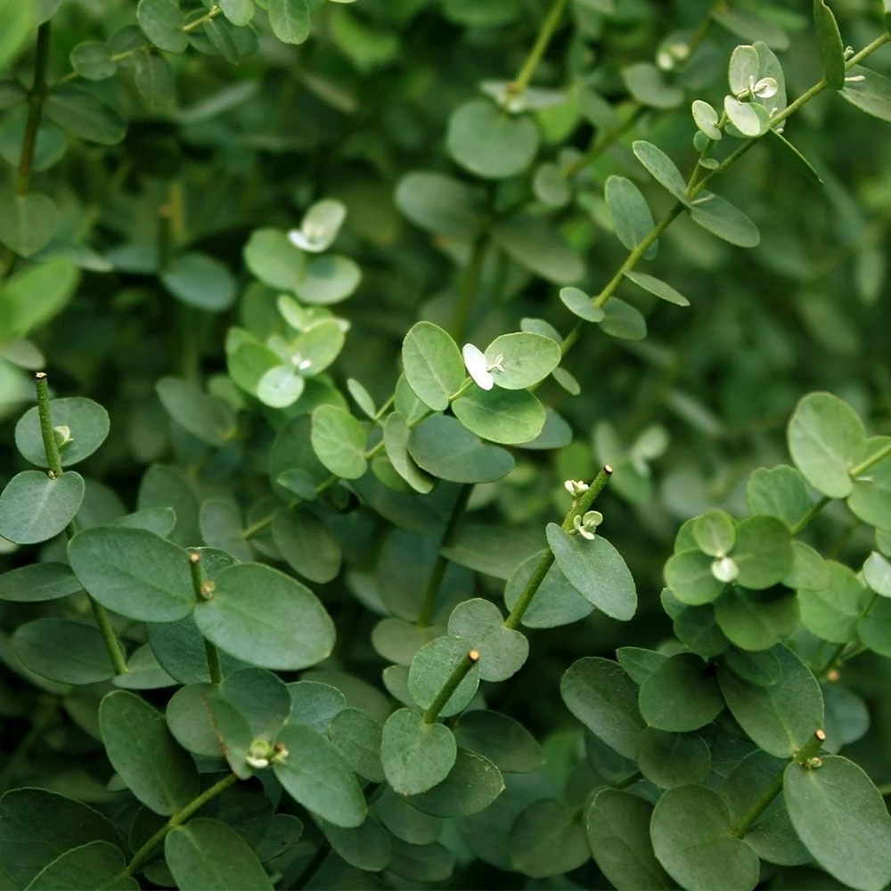 Eucalyptus Gunnii 16cm 3 Eucalyptus Gunnii 16cm