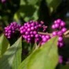 Callicarpa Bodinieri 'Imperial Pearl' 3 Litre