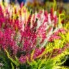 Calluna Tricolour Bowl 23cm -Happy Gardenly 10273330 Calluna20Tricolour20Bowl shutterstock 1332865886