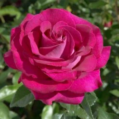 Patio Climbing Rose Mixed 5 Litre -Happy Gardenly 10273713 Meizolnil BELLES RIVES