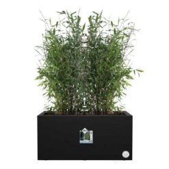 Vivo Next Long Trough - Living Black 80cm -Happy Gardenly 1027644720 20Vivo20black20long20POS fargesia20copy