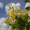 Lonicera In Variety 2 Litre -Happy Gardenly 10284547 Honeysuckle shutterstock 1334709740