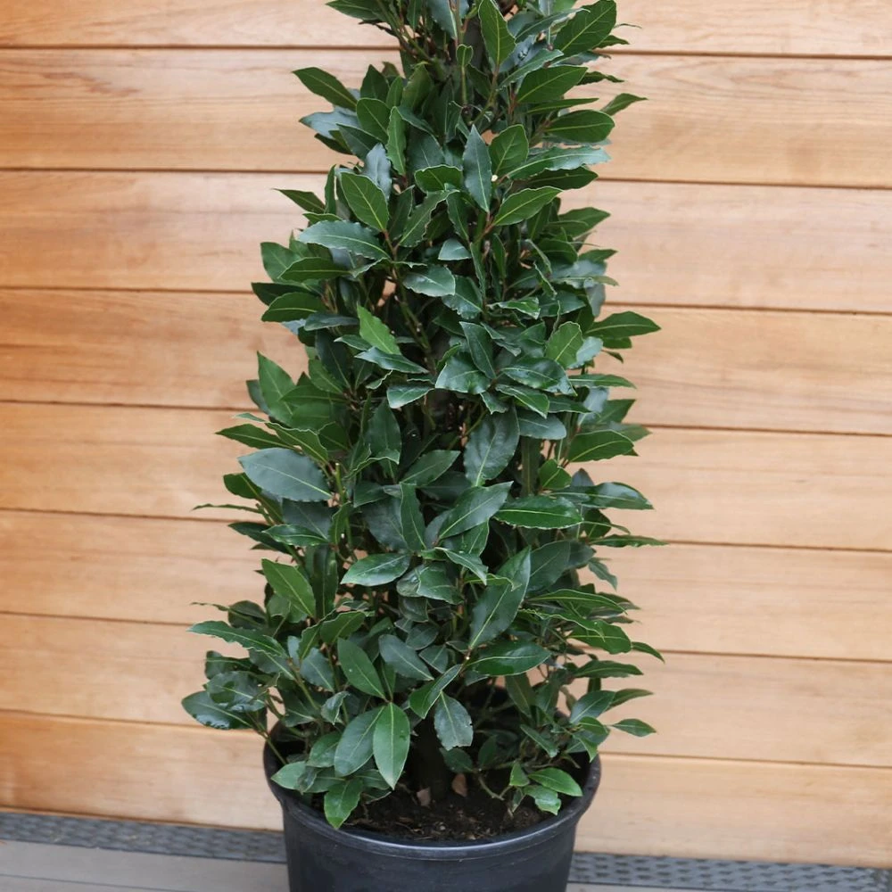Laurus Nobilis (Bay Tree) Pyramid 150cm 4 Laurus Nobilis (Bay Tree) Pyramid 150cm - Image 2