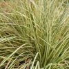 Carex Oshimensis 'Evergold' 3 Litre -Happy Gardenly 10286070 Carex Evergold shutterstock 1043256583