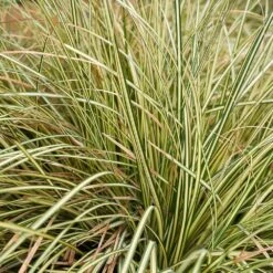 Carex Oshimensis 'Evergold' 3 Litre