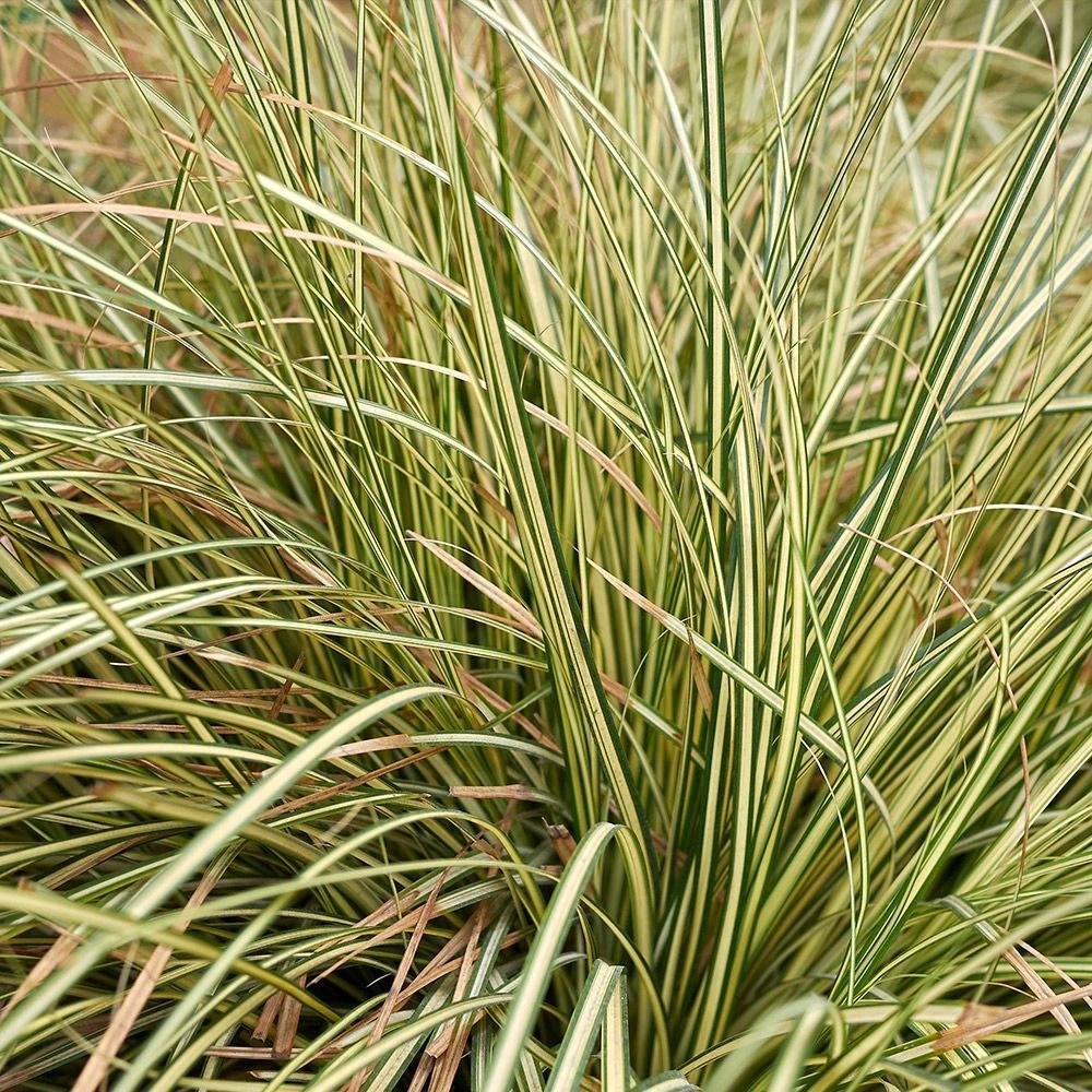 Carex Oshimensis 'Evergold' 3 Litre 3 Carex Oshimensis 'Evergold' 3 Litre