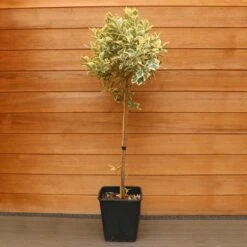 Euonymus 'Bravo' 1/2 Standard