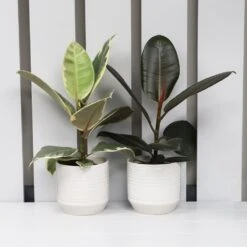 Ficus Mix In Ceramic Pot 12cm - Mixed Variety -Happy Gardenly 1028626420 20Outdoor20plants202023 10286264 Ficus201