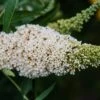 Buddleja 'Butterfly Tower White 3 Litre -Happy Gardenly 10289093 Buddleja White Tower shutterstock 1933311704