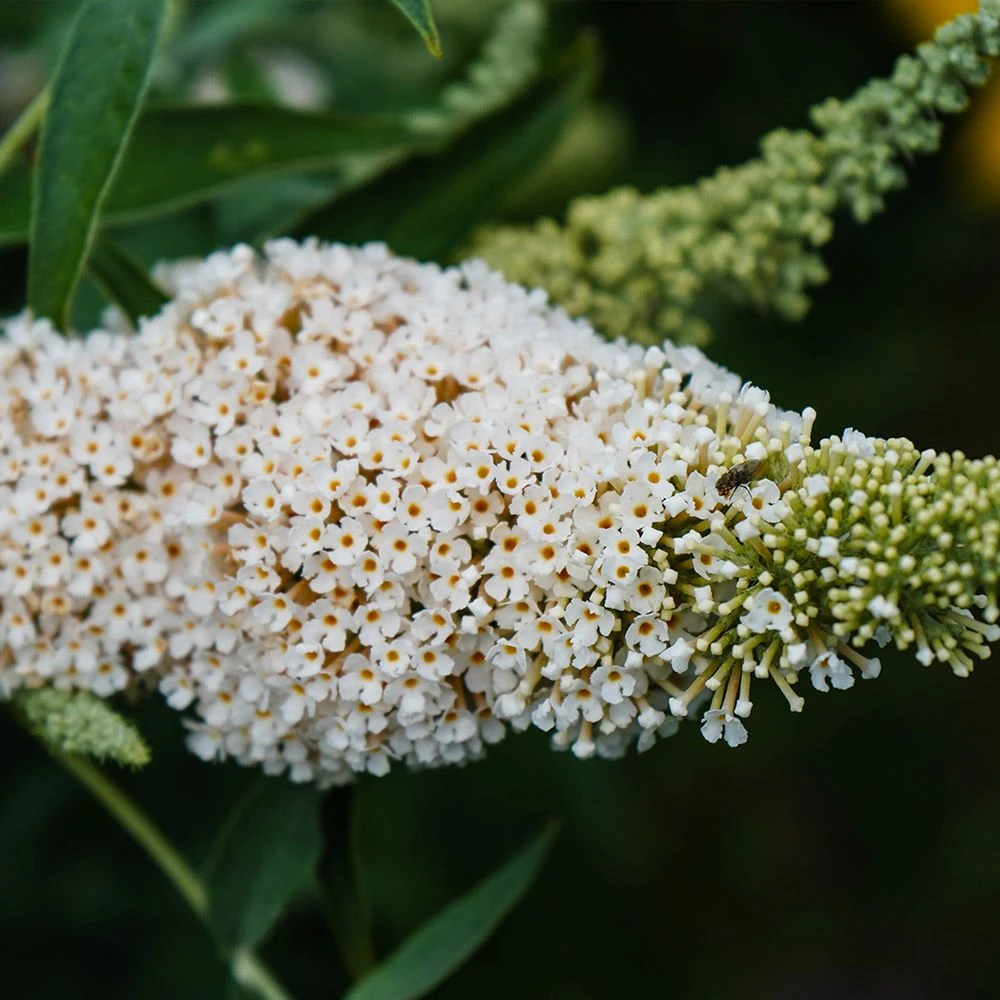 Buddleja 'Butterfly Tower White 3 Litre 3 Buddleja 'Butterfly Tower White 3 Litre