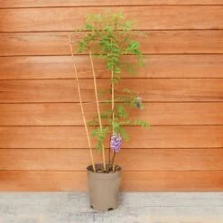 Wisteria Amethyst Falls Trellis -Happy Gardenly 10289916 Wisteria20Amethyst20Falls 5061004180117 IMG206399