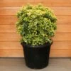 Euonymus Japonicus 'Aureus' Ball 35 Litre -Happy Gardenly 1029181220 20Euonymus20Japonicus 8032848336418 IMG 6633