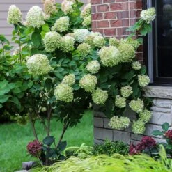 Hydrangea Paniculata 'Limelight' Standard 5 Litre