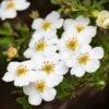 Potentilla 'Bella Bianca' 4.5 Litre -Happy Gardenly 10294384 Potentilla20Bella20Bianca shutterstock 2316400549