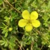 Potentilla 'Bella Lindsey' 4.5 Litre -Happy Gardenly 10294385 Potentilla20Bella20Lindsey20 shutterstock 2341219721