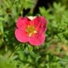 Potentilla 'Danny Boy' 4.5 Litre 2 Potentilla 'Danny Boy' 4.5 Litre -Happy Gardenly 10294386 Potentilla20Danny20Boy shutterstock 2273893921