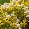 Spiraea 'White Gold' 4.5 Litre 1 Spiraea 'White Gold' 4.5 Litre -Happy Gardenly 10294387 Spiraea20White20Gold shutterstock 1091882258