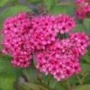 Spiraea 'Neon Flash' 4.5 Litre -Happy Gardenly 10294388 Spiraea20Neon20Flash shutterstock 776524705