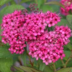 Spiraea 'Neon Flash' 4.5 Litre