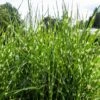 Miscanthus Sinensis 'Strictus Dwarf' 3 Litre -Happy Gardenly 1029486020 20Miscanthus20sinensis20Strictus20Dwarf20320Litre shutterstock 2191557355