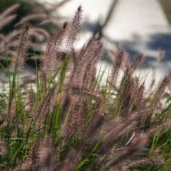 Pennisetum 'Hameln' 3 Litre