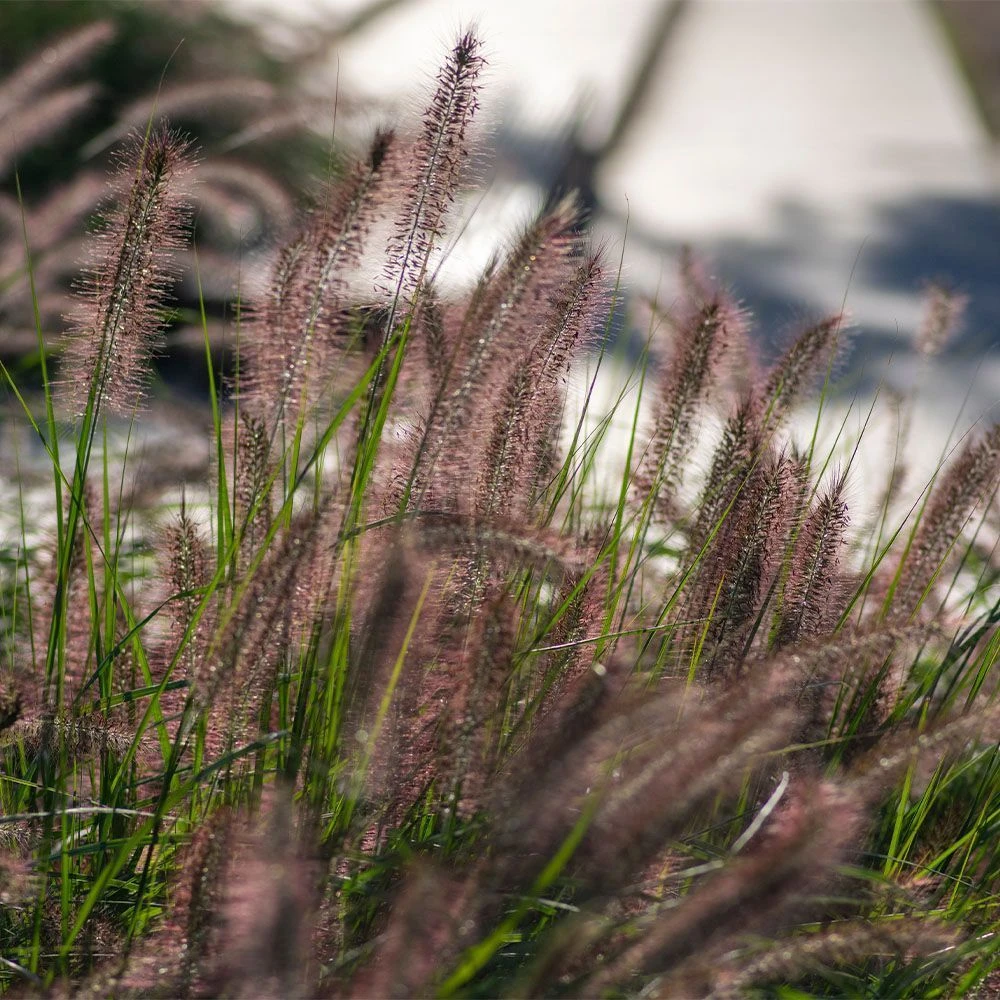 Pennisetum 'Hameln' 3 Litre 3 Pennisetum 'Hameln' 3 Litre