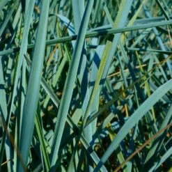 Leymus Arenarius 'Blue Dune' 3 Litre