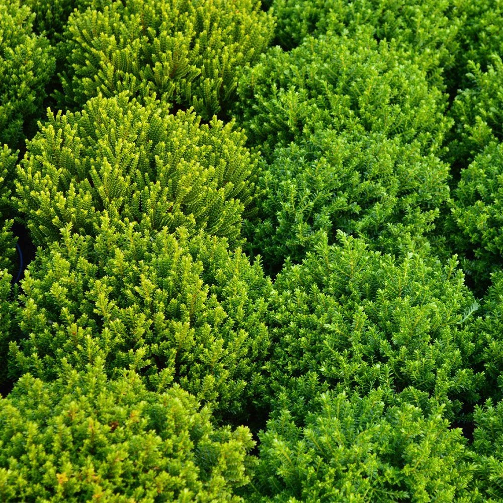 Hebe Green Boys 2 Litre 3 Hebe Green Boys 2 Litre