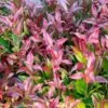 Leucothoe 'Zeblid' 7.5 Litre -Happy Gardenly 10296638 Leucothoe20Zeblid shutterstock 2226517059