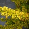 Berberis Thunbergii 'Diabolicum' 3 Litre -Happy Gardenly Berberis20Diabolicum 10289099 shutterstock 1743672695