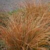 Carex Testacea 3 Litre -Happy Gardenly Carex20testacea