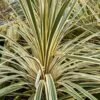 Cordyline Australis 'Lime Passion' 3 Litre -Happy Gardenly Cordyline20australis20Lime20Passion 10289094 shutterstock 1047297016