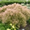 Cotinus 'Young Lady' 4.5 Litre -Happy Gardenly Cotinus20Young20Lady