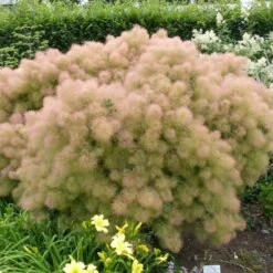 Cotinus 'Young Lady' 4.5 Litre