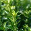Euonymus Japonicus 'Green Spider' 3 Litre -Happy Gardenly Euonymus20Green20Spire