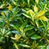 Euonymus Japonicus 'Luna Gold' 2 Litre -Happy Gardenly Euonymus20luna20gold