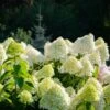 Hydrangea Paniculata 5 Litre 1 Hydrangea Paniculata 5 Litre -Happy Gardenly Hydrangea20Paniculata20White20Light